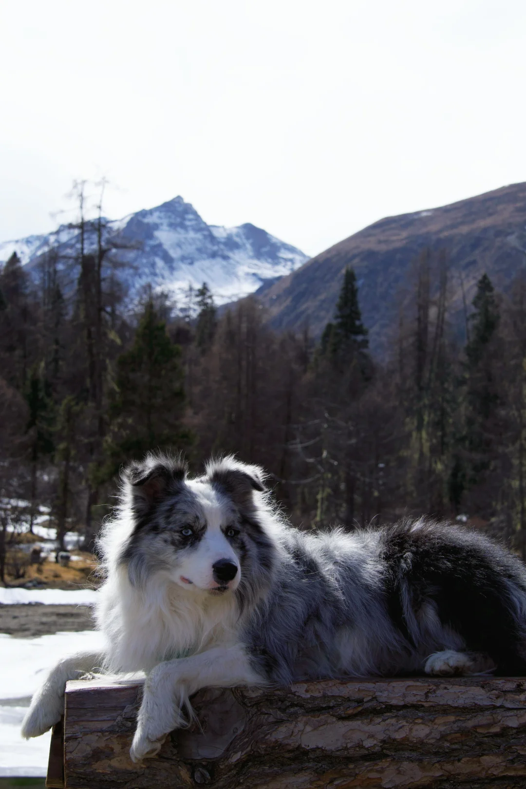 自驾2300km 我们带小狗来玛嘉沟啦！