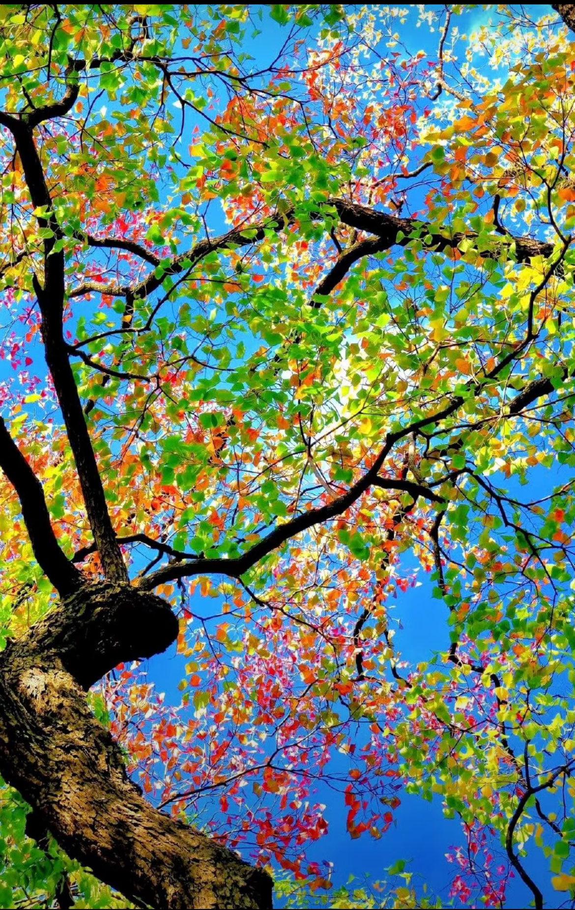 晨光会漫过窗台，把昨夜的烦恼晒成暖烘烘的光斑，新的一天，连风里都藏着温柔的可能。