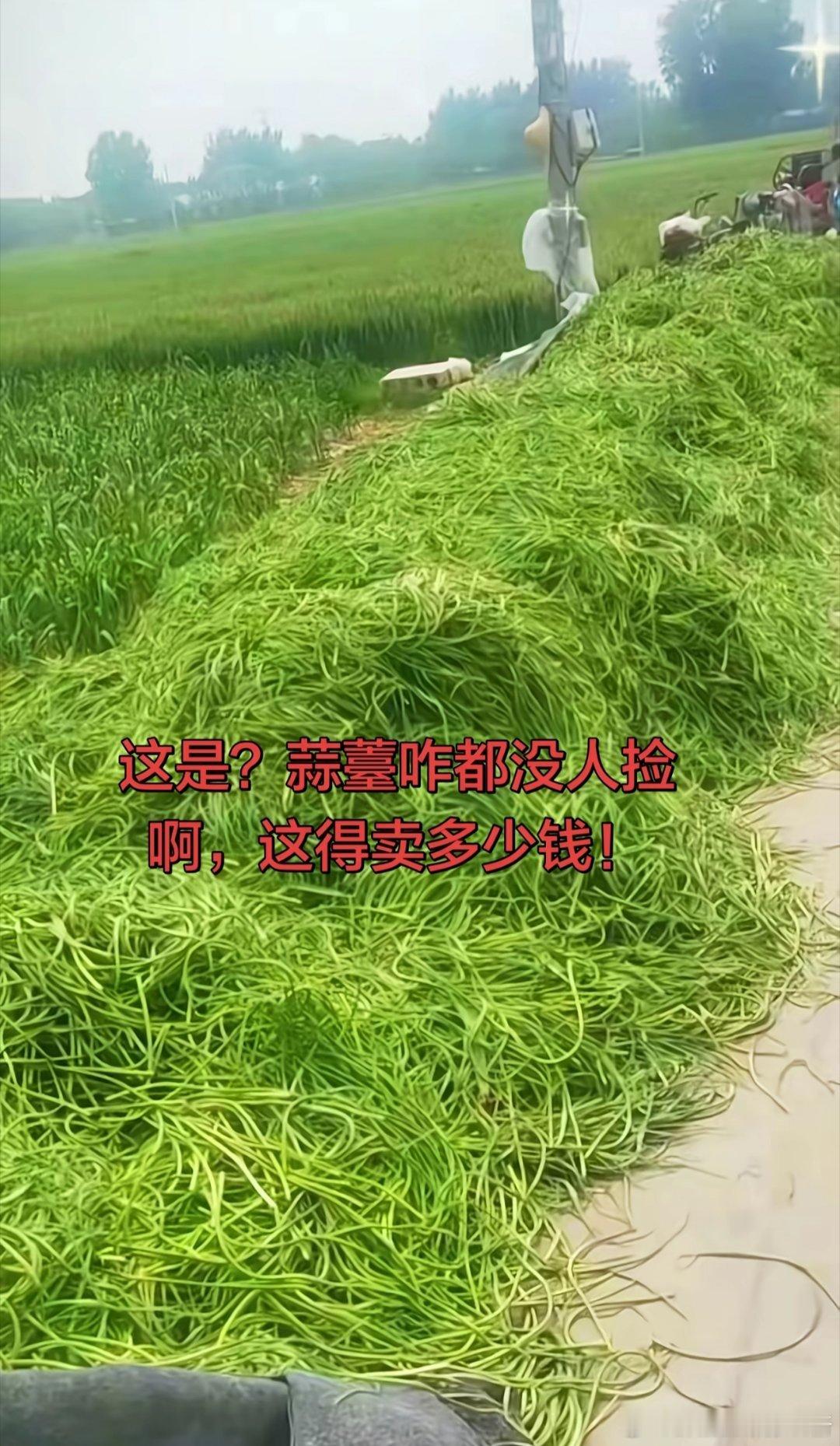 我的美食日记  今天吃顿近期中原大热的硬通货-蒜薹 