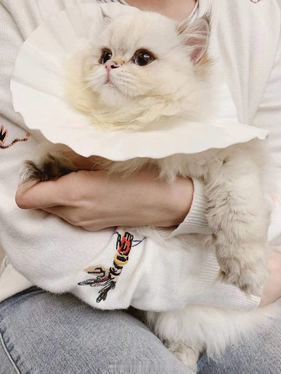 给咨询客户找金点英长长大的样子搜到墨墨之前的照片，真的太美了！！然后想了一下…这