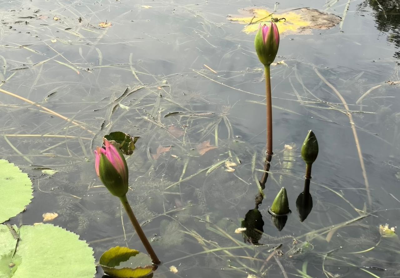 【秋天，开不动的睡莲】