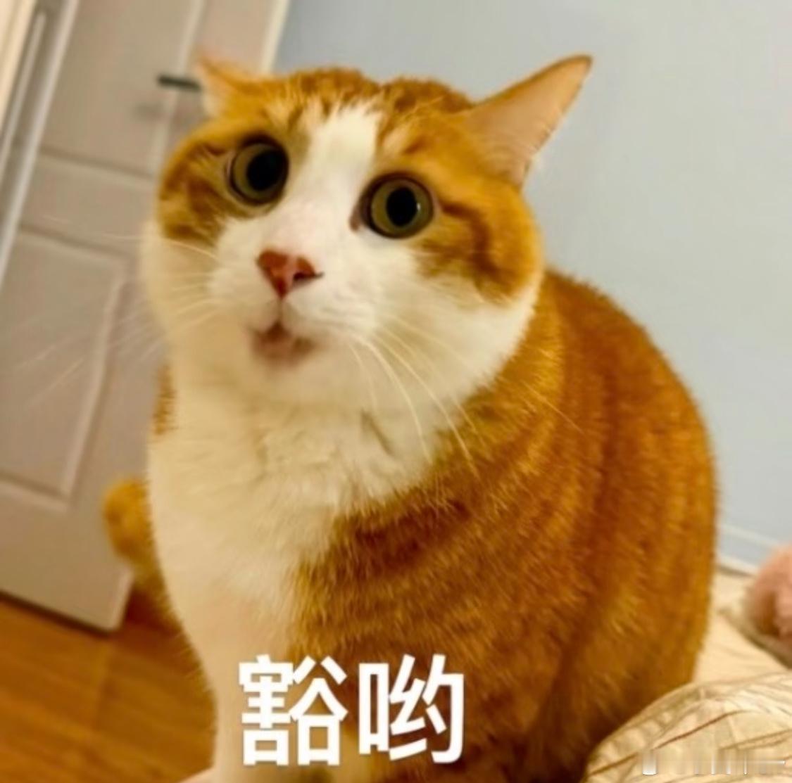 网红鹿哈领证[鲜花]一眼竟看成鹿晗了，[鲜花]点进去男主也跟鹿晗很像，[鲜花]实