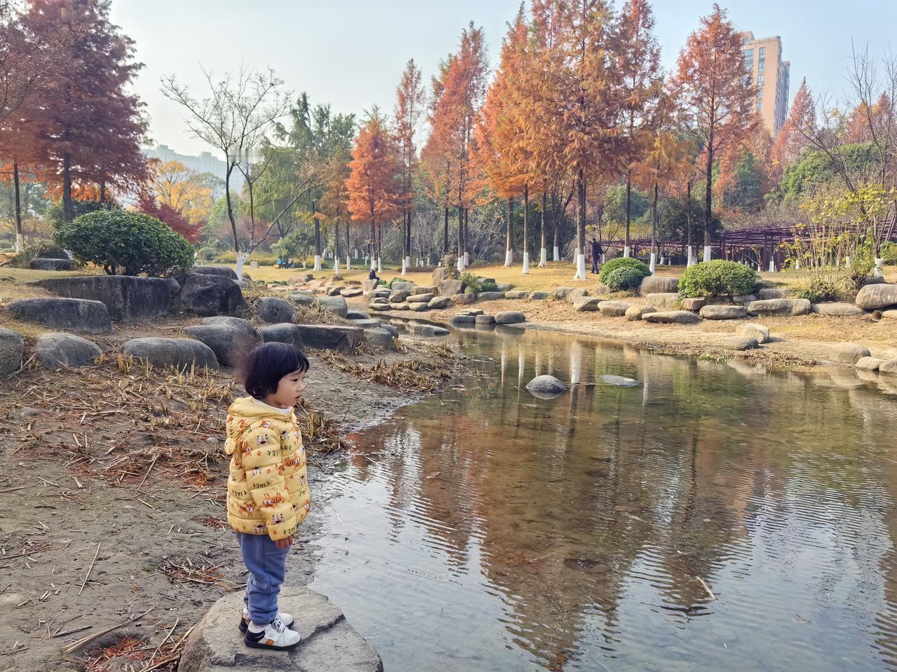 公园里那一排红树林（三）