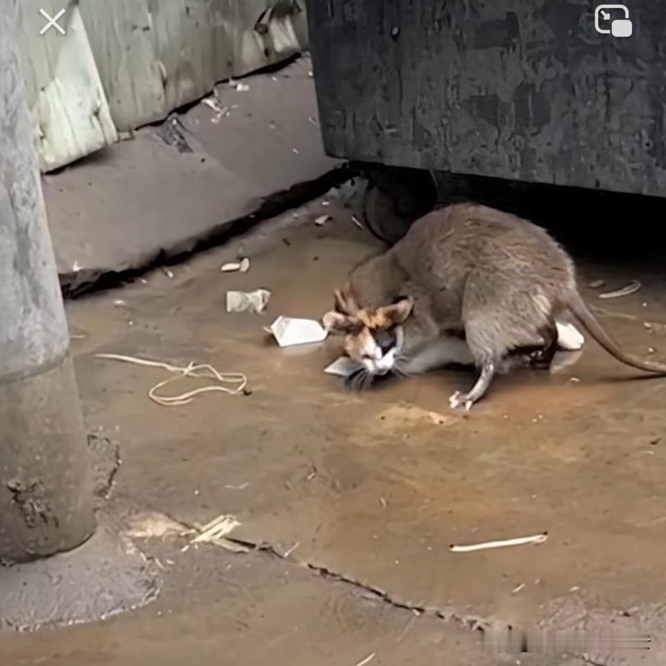 不得了，真的不得了，老鼠成精了，翻天了，竟然把猫干翻了，把猫咪按在地上摩擦，这老