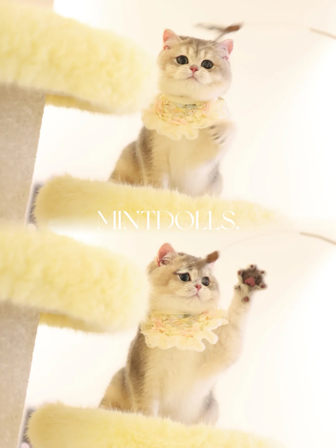 大脸盘子的宠物级弟弟🐈‍