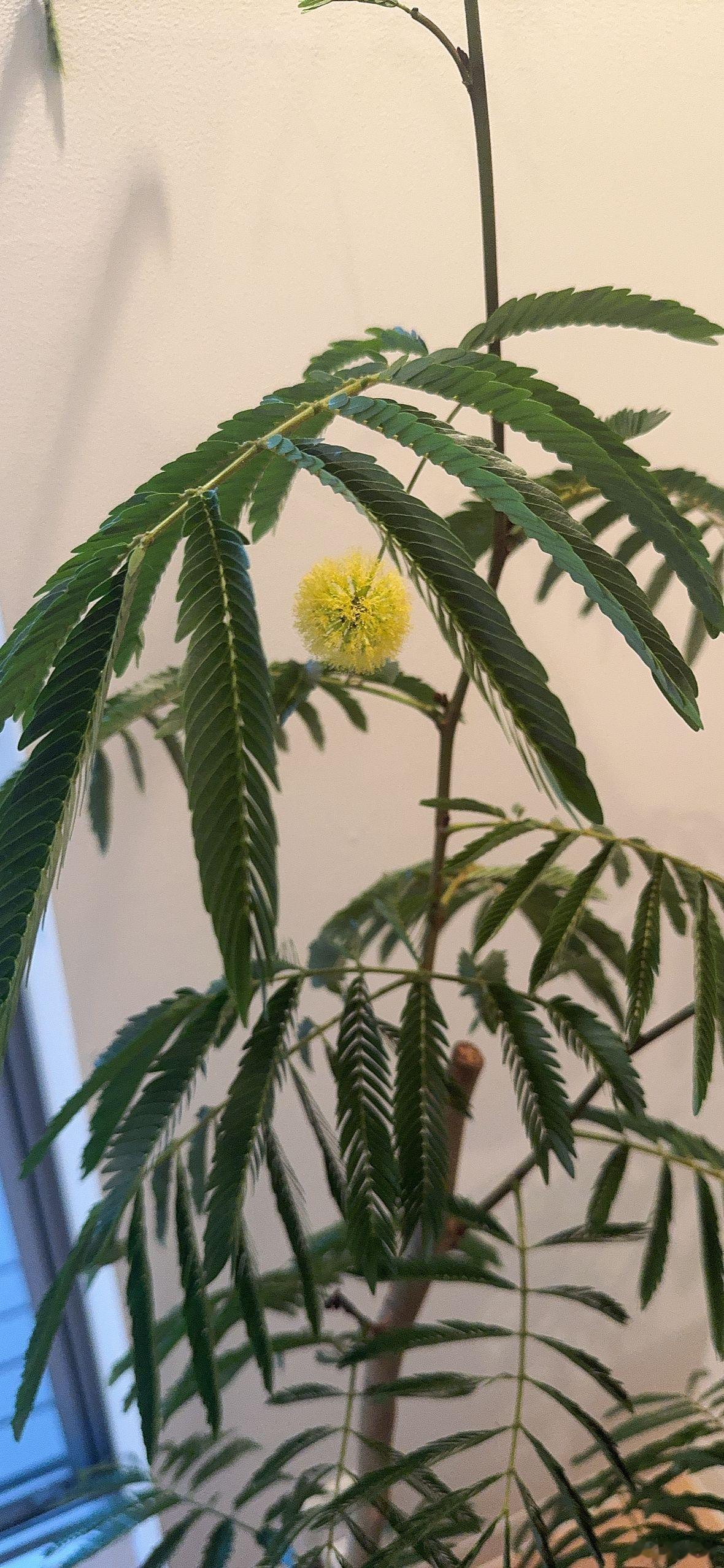 又開花了 