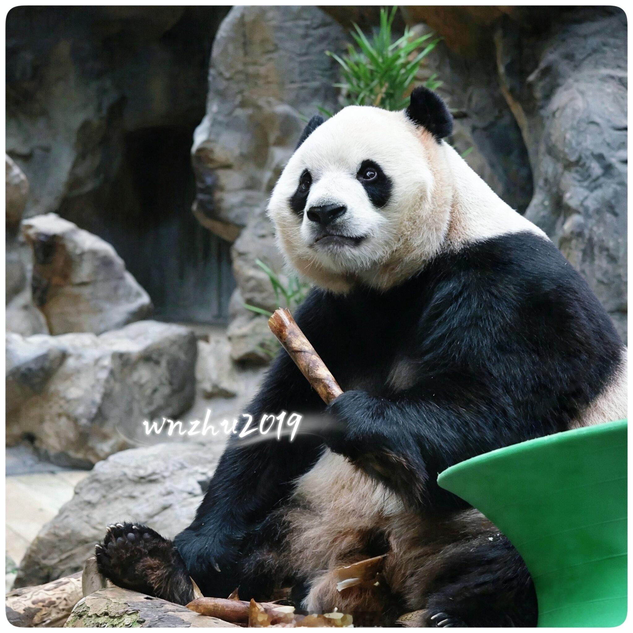 大熊猫胖大海 这是什么眼神 