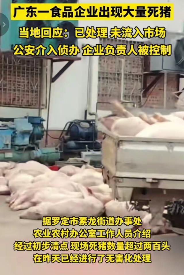 广东罗定一肉联厂疑收死猪加工，7人被抓，官方：未流入市场
 
近日，有网友发布视