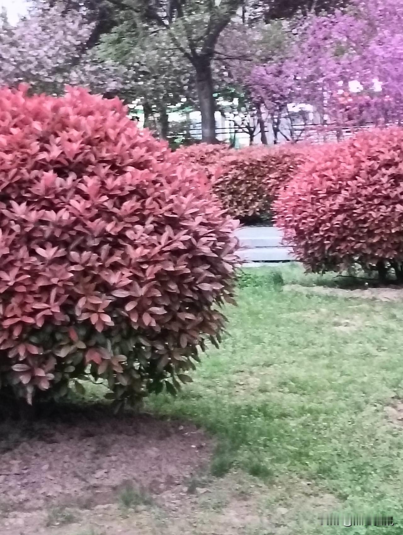 粉嫩的春日花海，漫步在花丛间，感受大自然的美好。🌸🌿