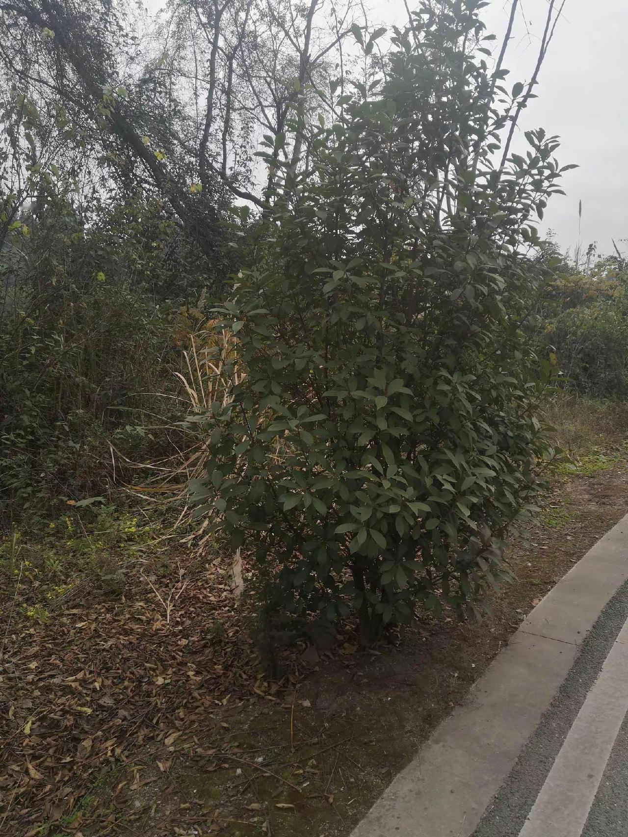 我的农村生活 乡村风景 乡村自然风景 绿水青山我的家 乡村美景视频