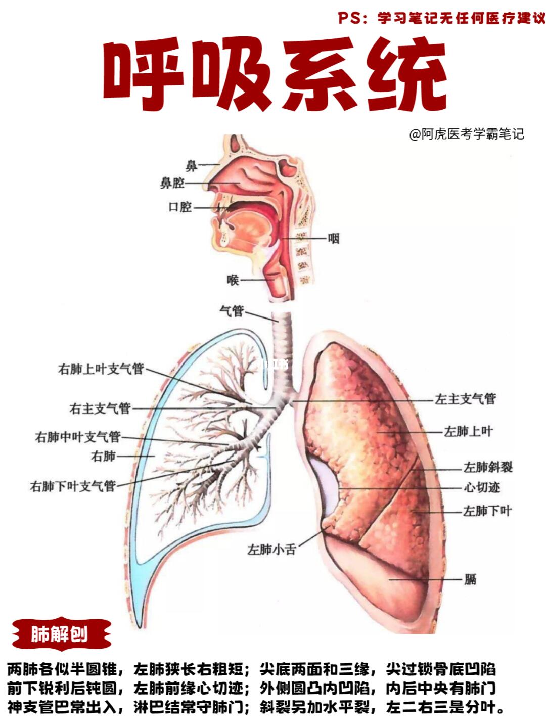 阿虎医考学霸笔记📒｜呼吸系统解剖👆