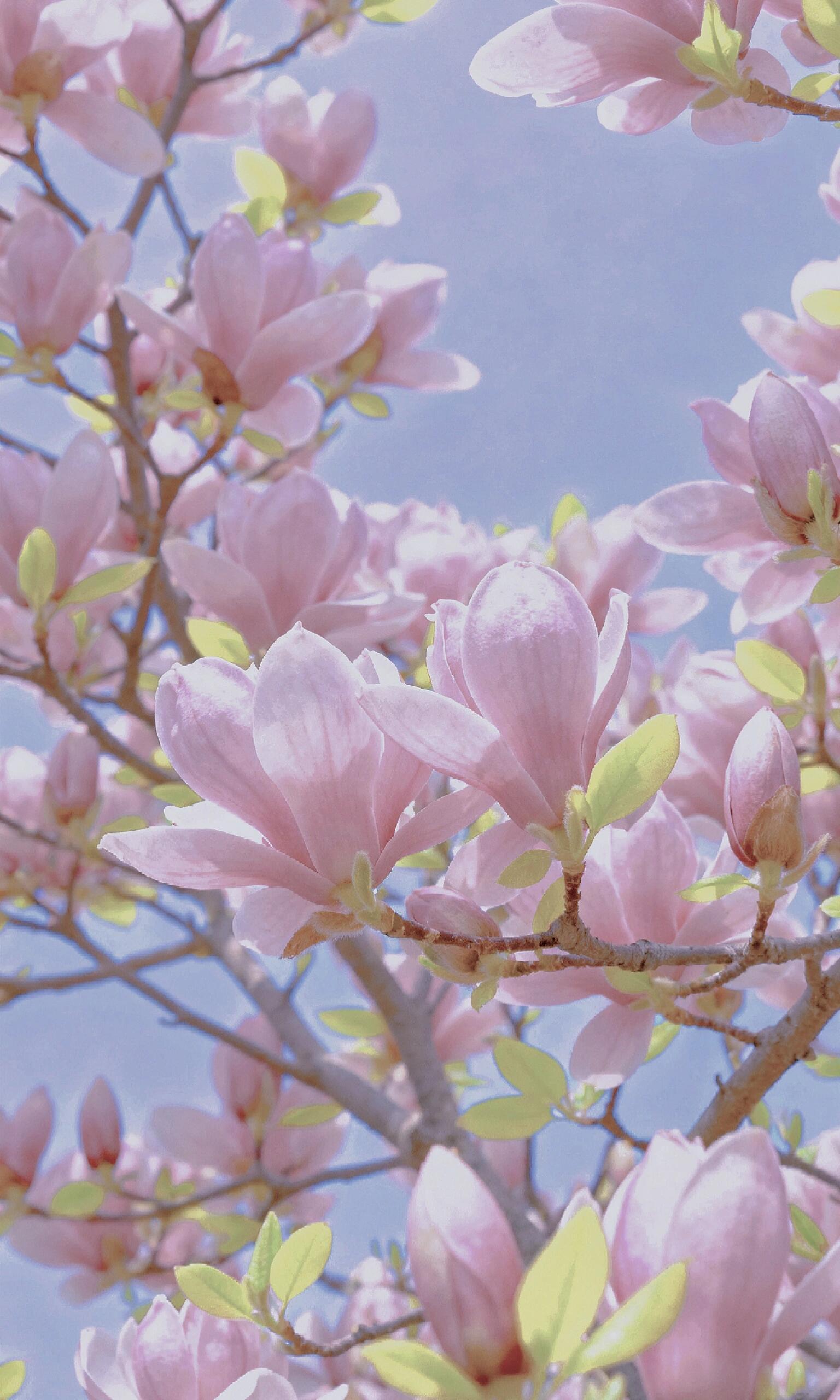 玉兰🍬🍭清雅且昂然 