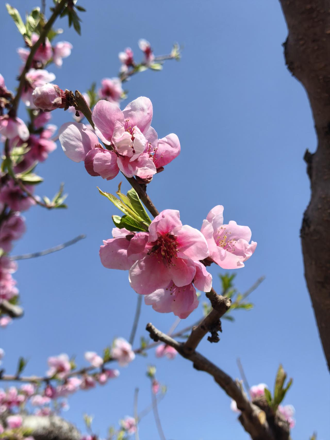 杨柳有絮确无声，
四月桃花分外红，
谷雨香椿炒鸡蛋，
大美平谷春意浓。
柳絮纷飞