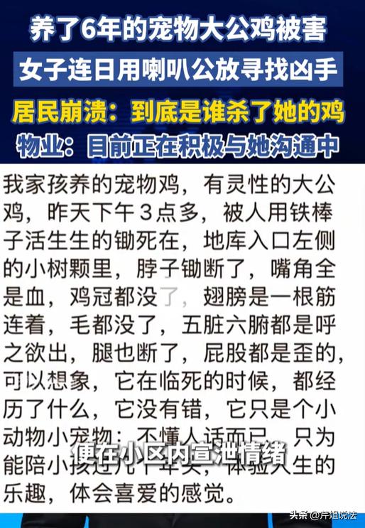 没想到，一只鸡惨案，竟然能火遍全网。

北京通州，一大姐养了6年的爱鸡，前几天惨