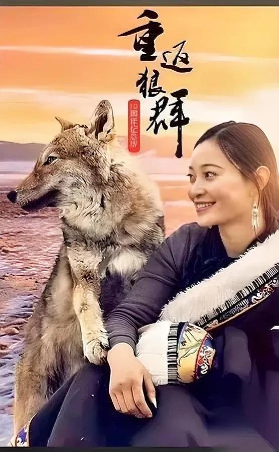 格林还活着吗？答案在这！

16岁老狼王已毛发灰白

却仍在若尔盖带领12匹狼坚