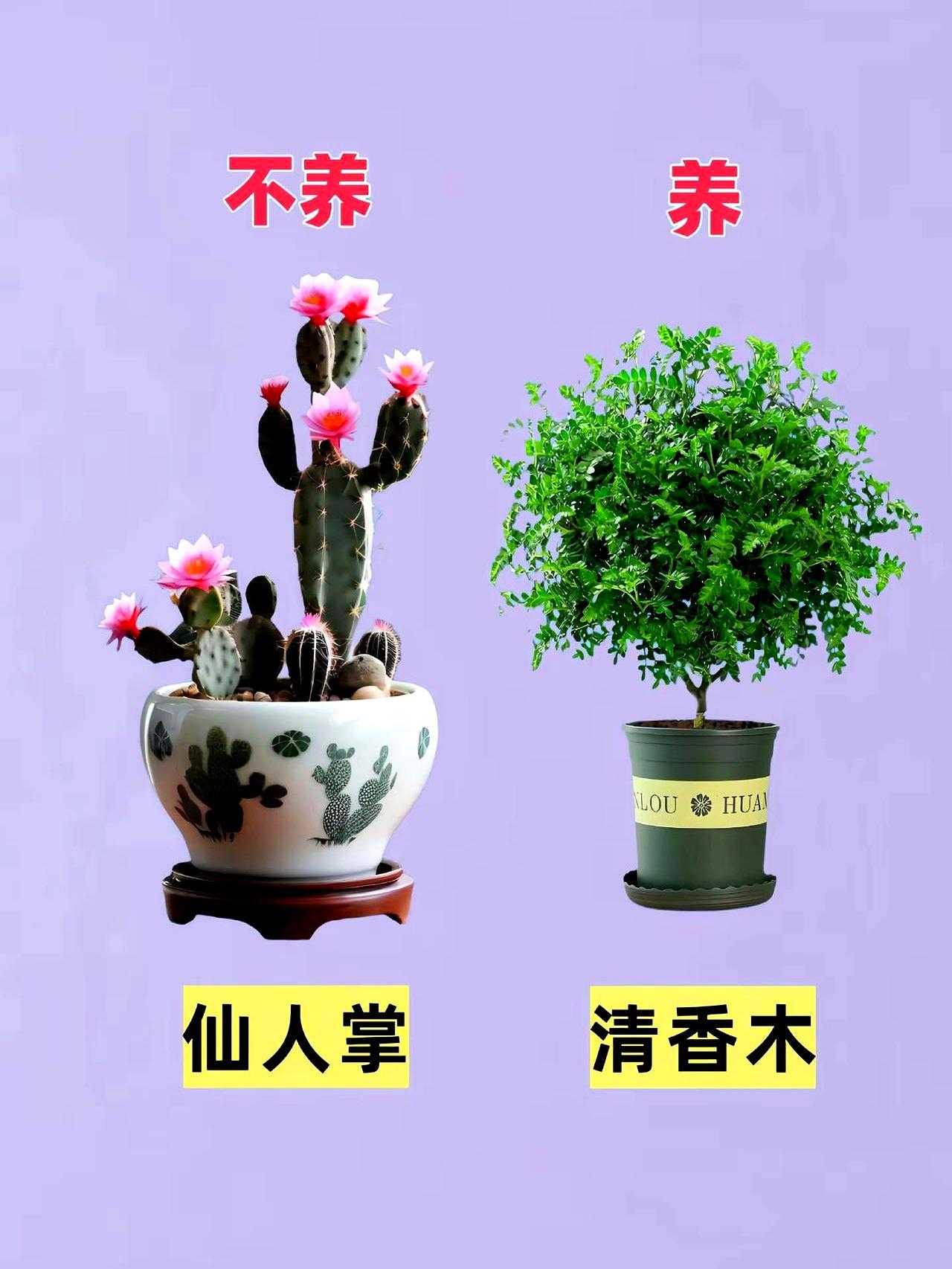 养花新手是不是经常对着各种绿植两眼一抹黑，不知道从哪盆下手？
说白了，就怕选错，