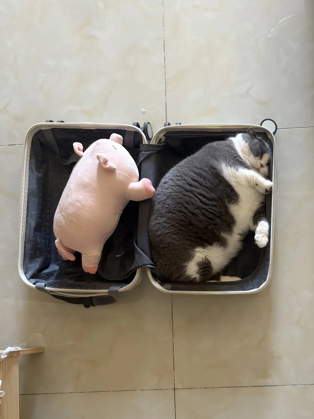 猫咪：我得出门几天，你能照顾好自己吗🥹 