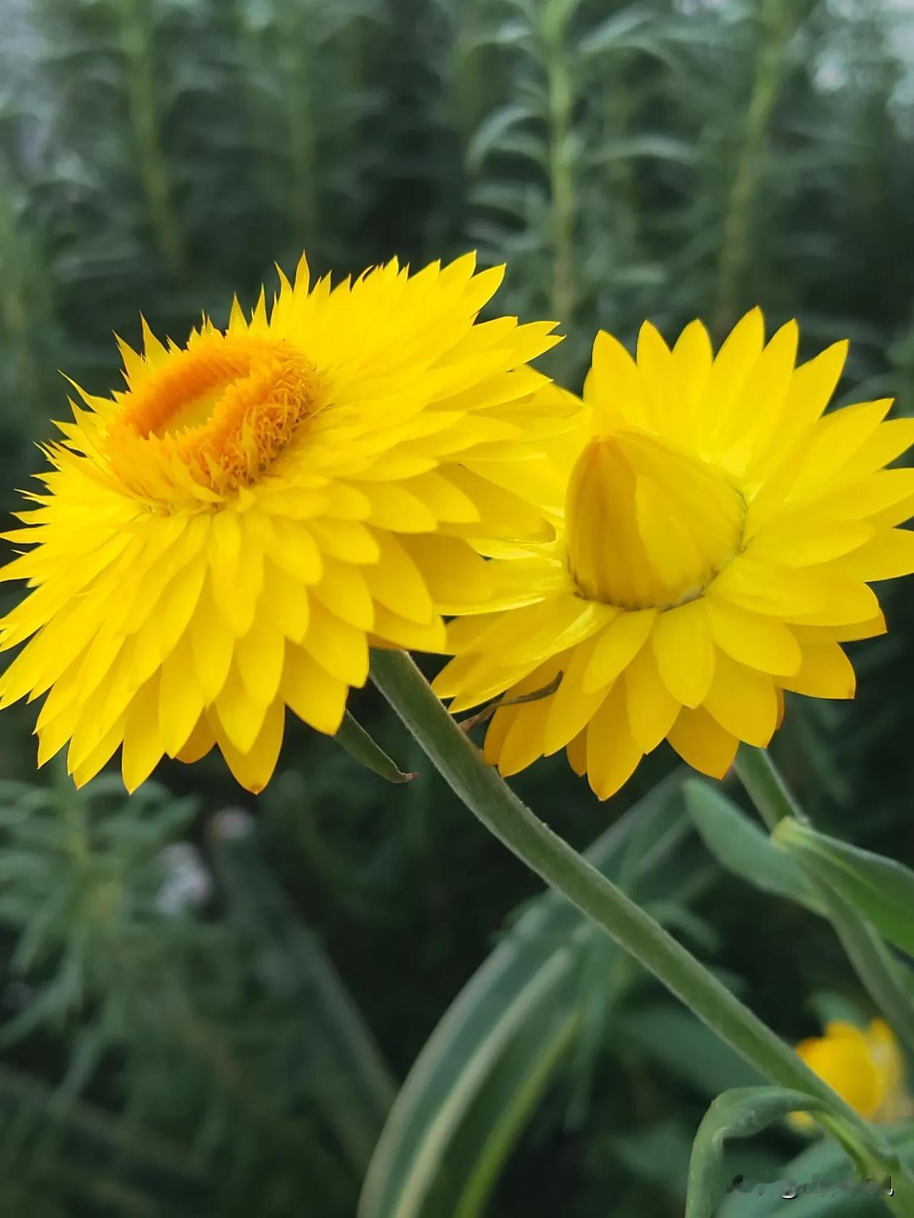 以花为友，请晒出你相册里的美花儿吧[作揖]