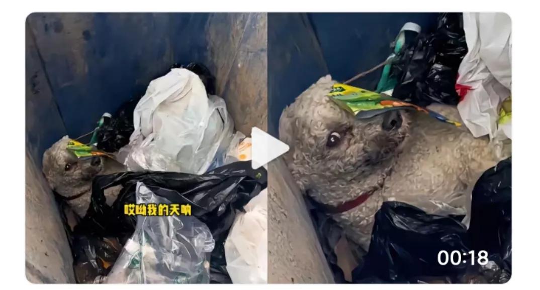 心被什么东西狠狠的撞了一下，看到这个视频，这个狗狗的眼神的时候，当清洁工大姐心疼