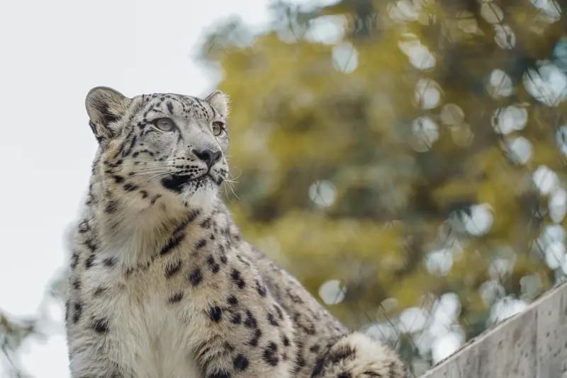 4月18日下午，自驾游客在四川甘孜波密乡至巴塘路段偶遇一只受伤雪豹。据目击者称，