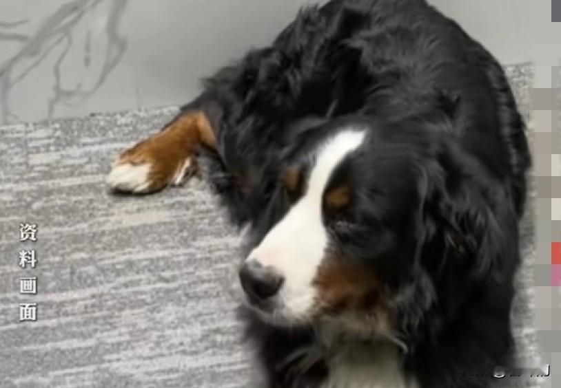 豪掷60万寻狗！
网友吵翻：真不是炒作？
 
最近全网都在传一件离谱事：广东一家