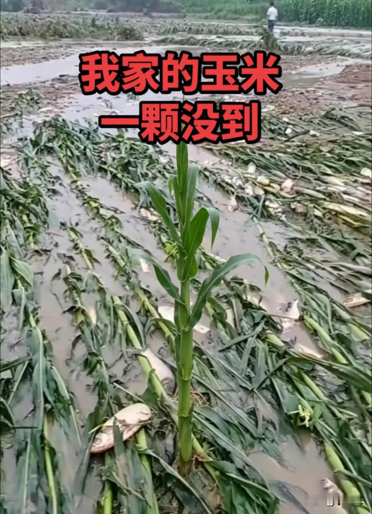 一颗没倒！