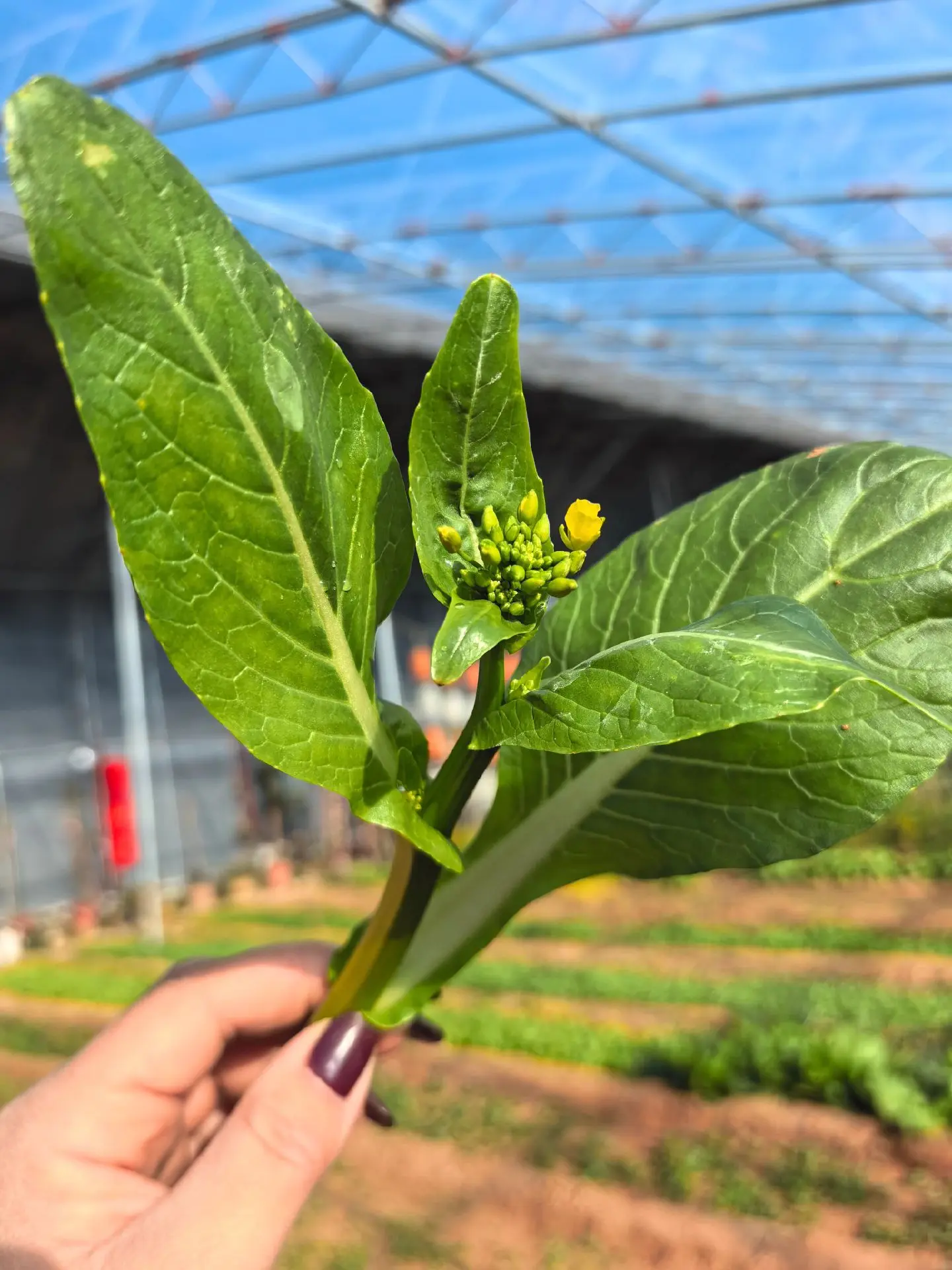 你有你的玫瑰花 我有我的油菜花 白菜花 西兰花 月季花 罗卜花😄😄😄😄