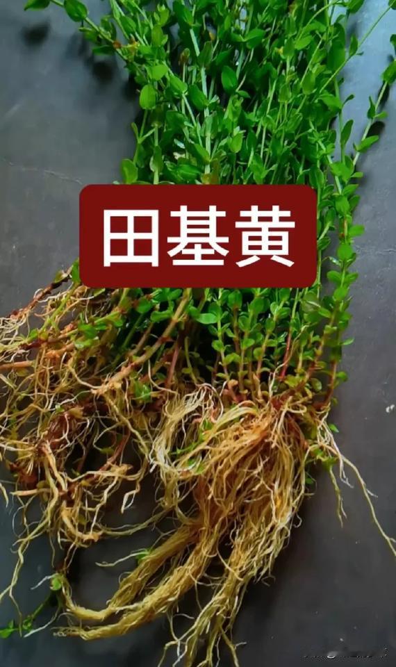 请注意看，它就是出了名的好草本，人称“肝火草”，学名、田基黄，以前很多，现在少见