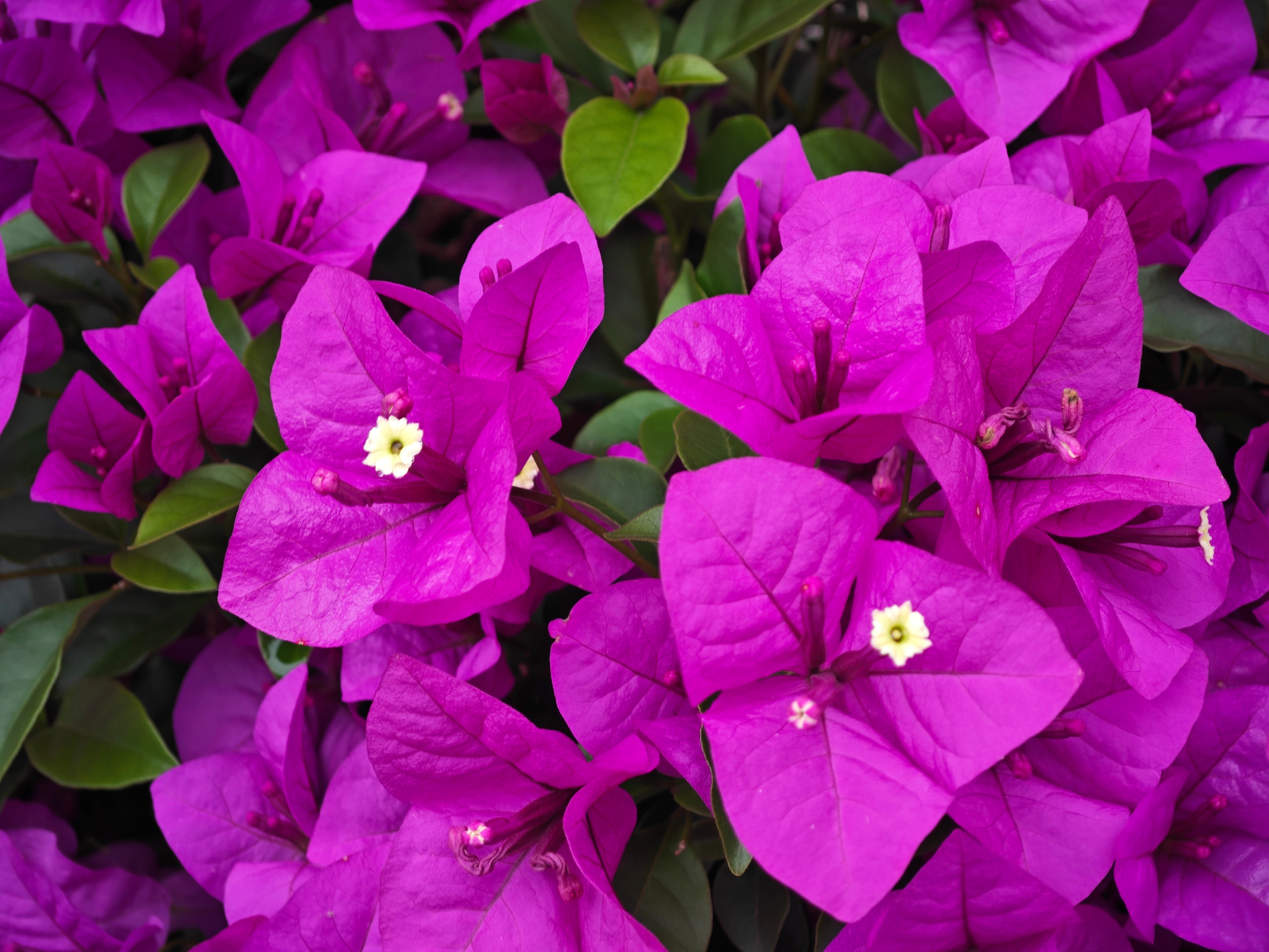 生活手记楼下角落里的三角梅开了，花盆里的“紫色瀑布”，是三角梅偷偷开的小浪漫✨不