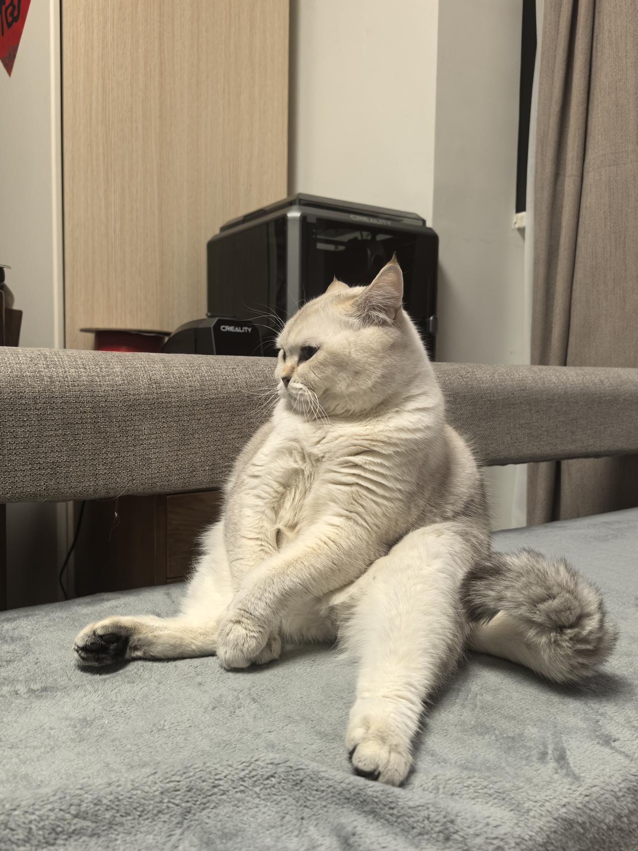 能晒一下你家猫咪慵懒的样子吗小懒猫，总占着沙发，人来了也不知道起来让一让。