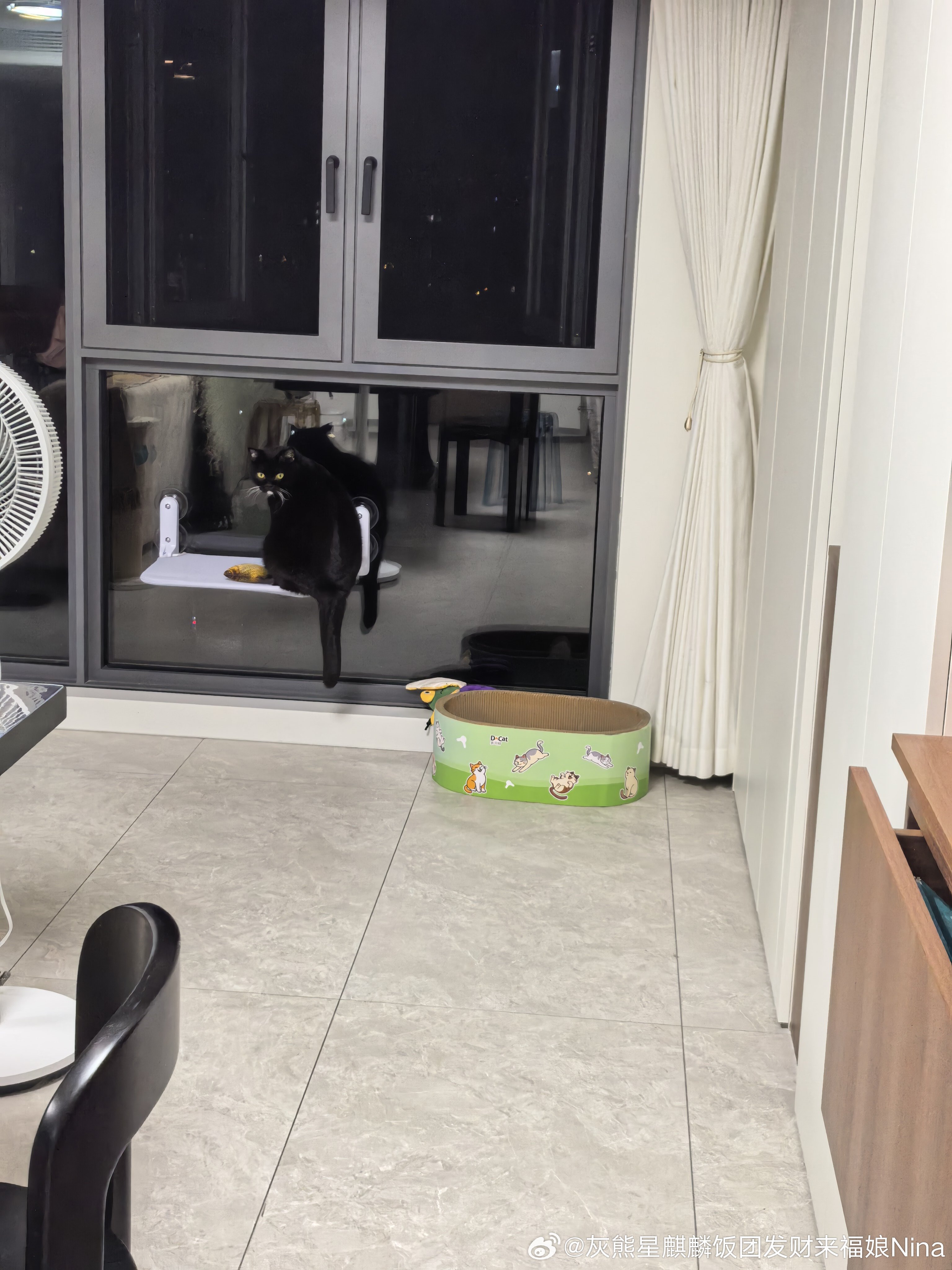 拍到一只从玻璃中看自己的修猫咪[抱一抱][抱一抱][抱一抱]妮娜一家[超话]妮娜