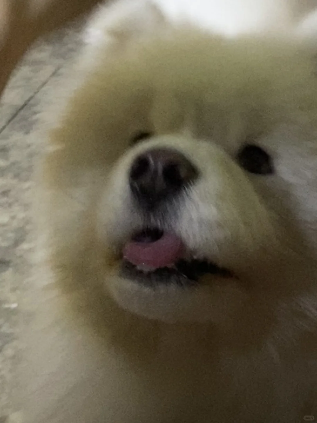 可以把手上的串串给我吃一口嘛