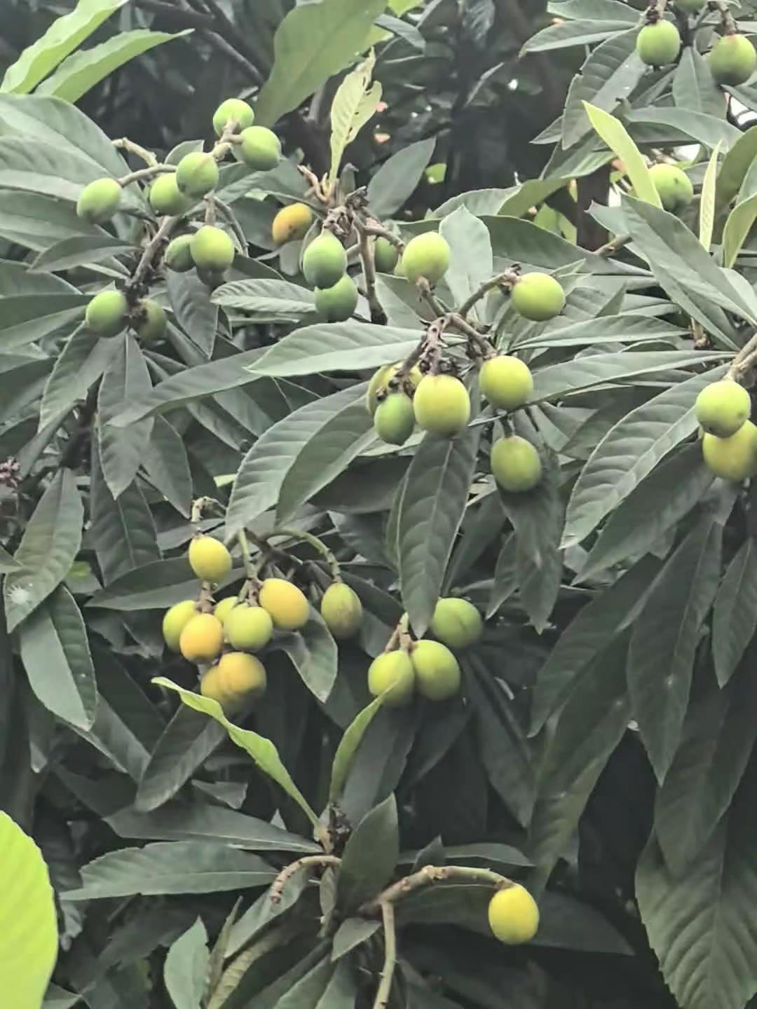 学校的枇杷果准备成熟了，学校的桃花树上开满了大大的木棉花，学校的紫荆花和木棉花依