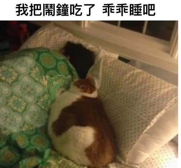 谢谢咪
梗图 搞笑 meme 喵喵喵