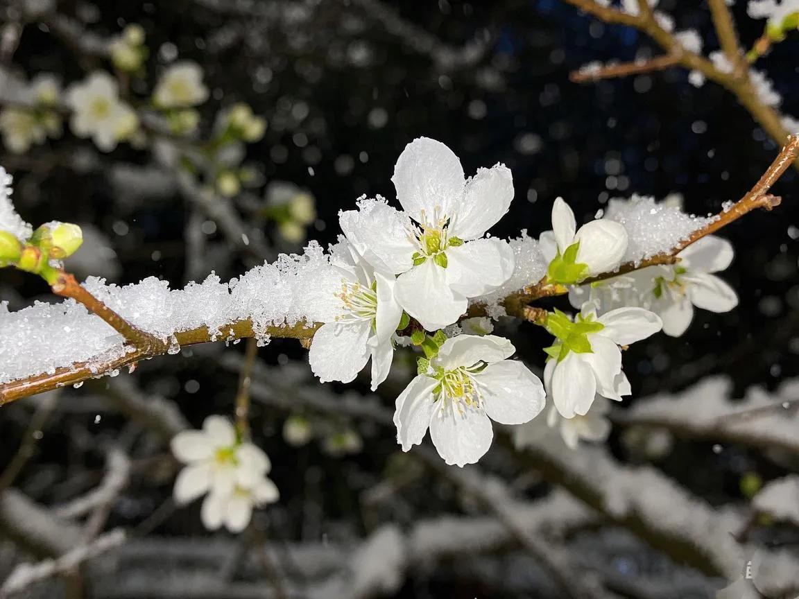 上联：暮雪盈枝白玉花。
下联：[火炬][火炬][火炬][火炬]