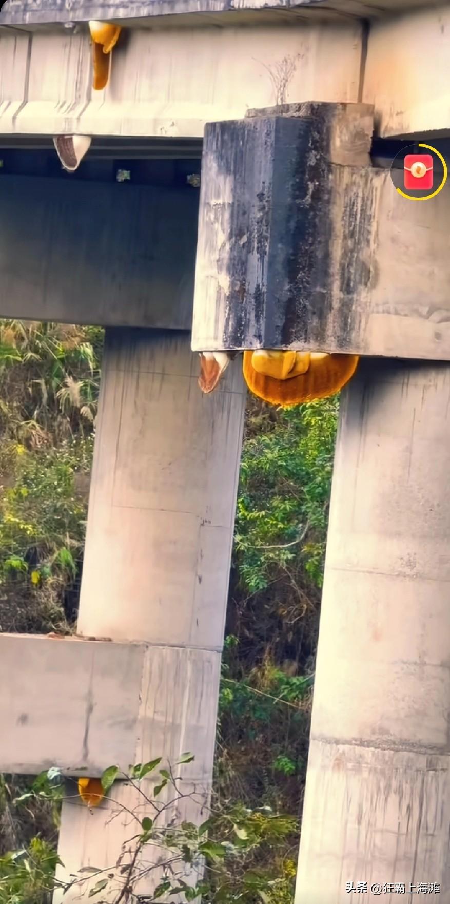 高速桥墩上的蜂蜜，看起来很诱惑人啊！
这应该是真正的土蜂蜜吧！
就是不好搞啊！
