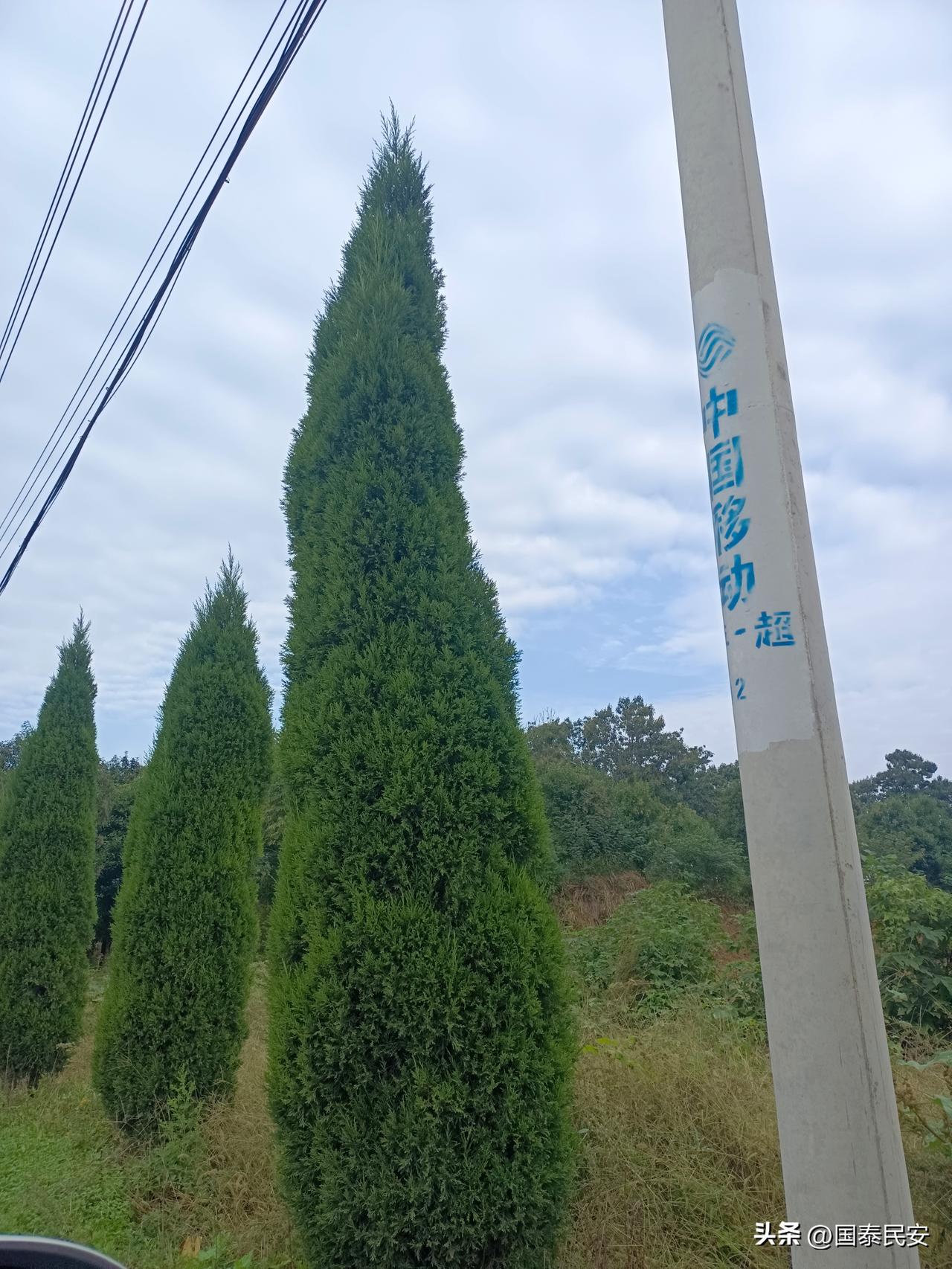 路边的柏树
 
路边立着几棵柏树，长得又高又直，像绿色的尖塔。旁边有根写着“中国