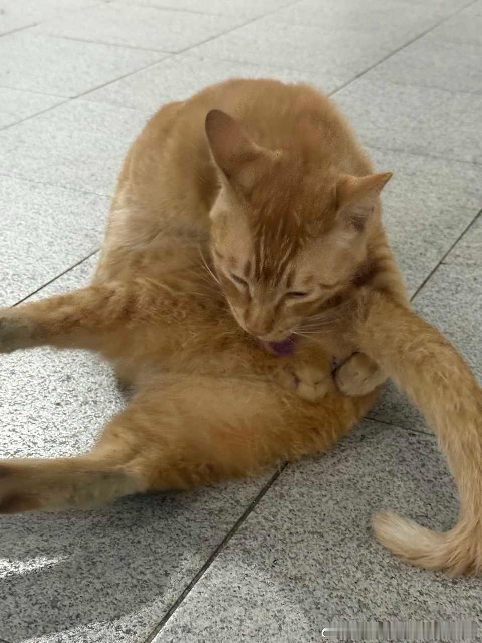 49421【丑猫】发射激光 