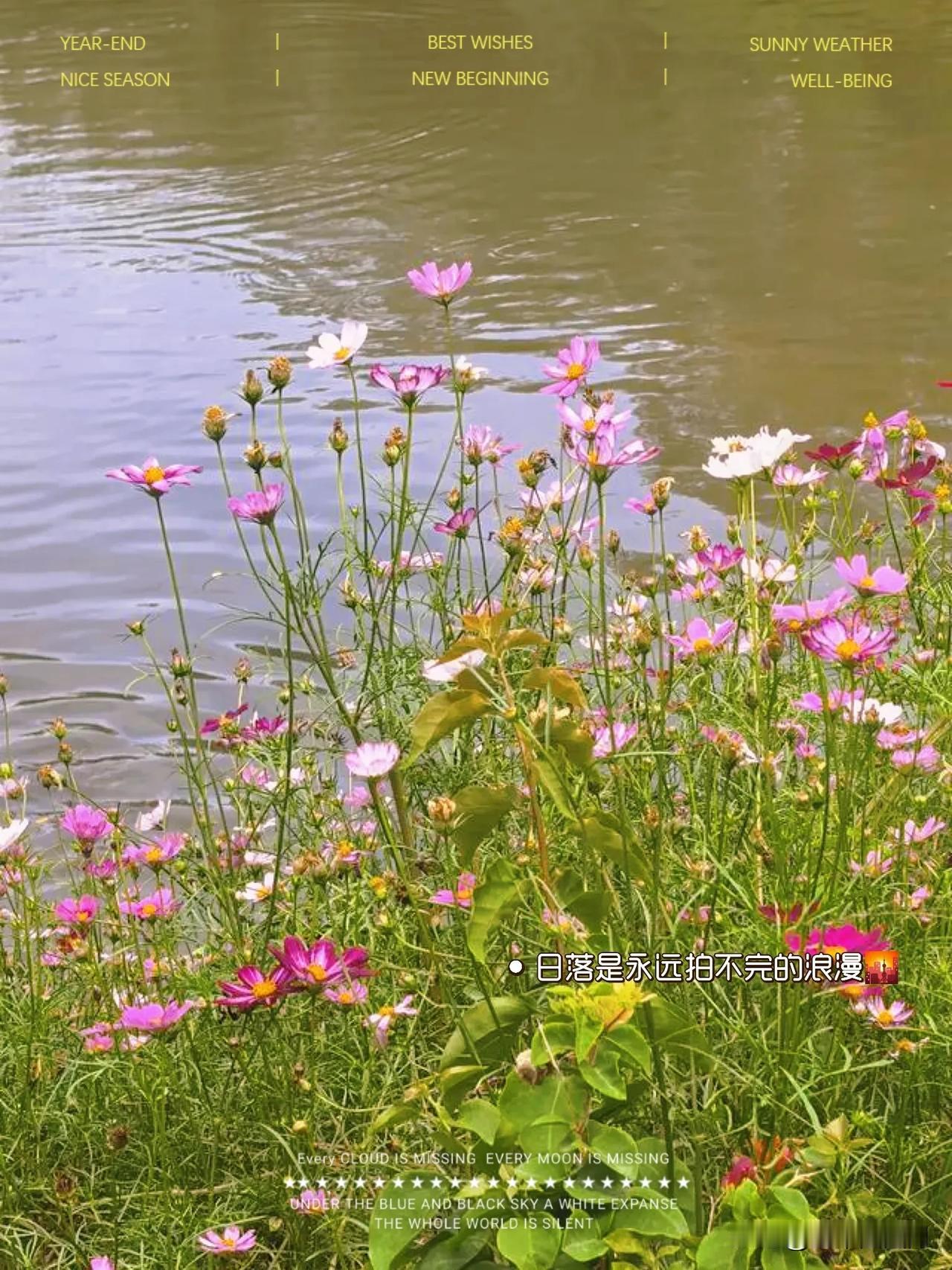 花🌸来了[呲牙]花韵诗香薰 流水花落春去也 花開花落 奇韵水仙 花余花落 秋来