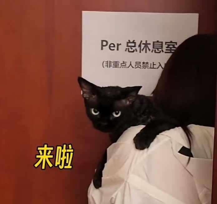 来啦！
艺咪per总工作照流出我倒要看看 华晨宇 要开心鼠了