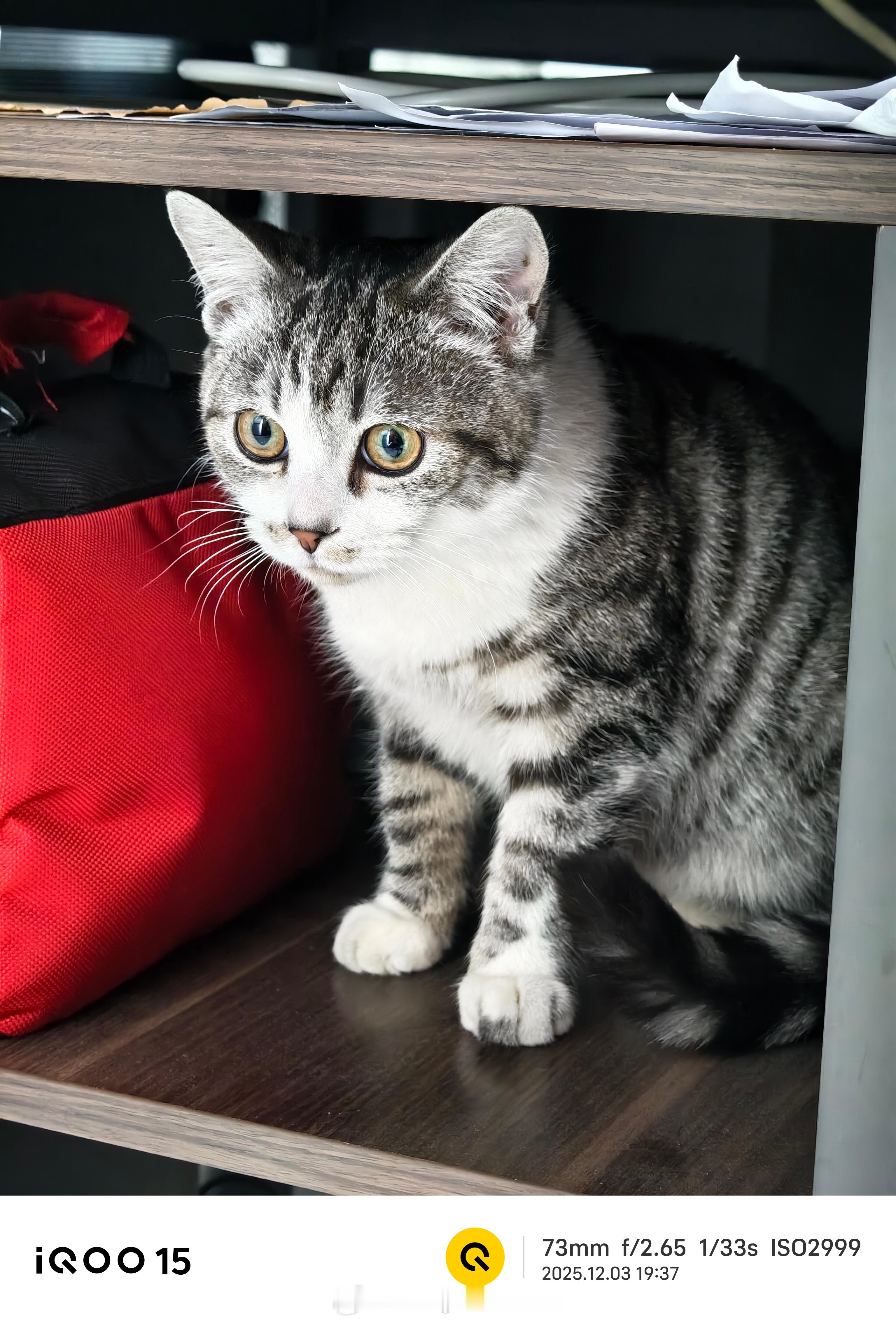 iqoo 用iQOO15的抓拍模式，拍了一组小猫咪。毛发都拍的很清晰。即使猫咪在