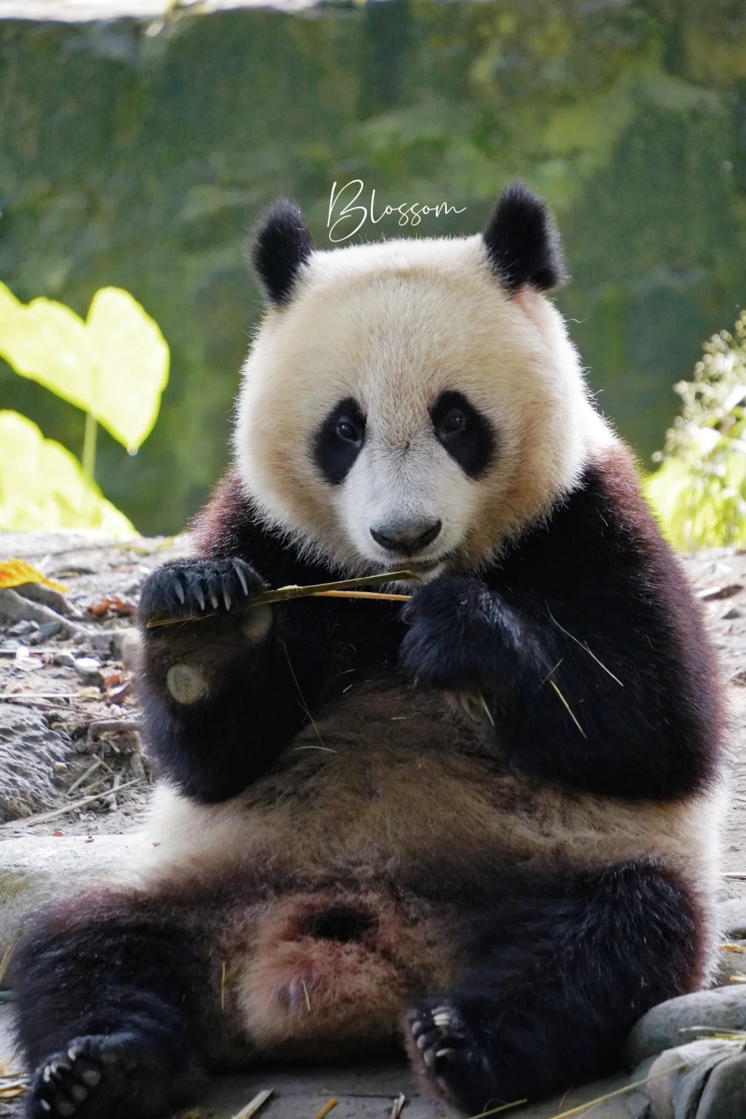 240805 总感觉偷感很强的小吉福