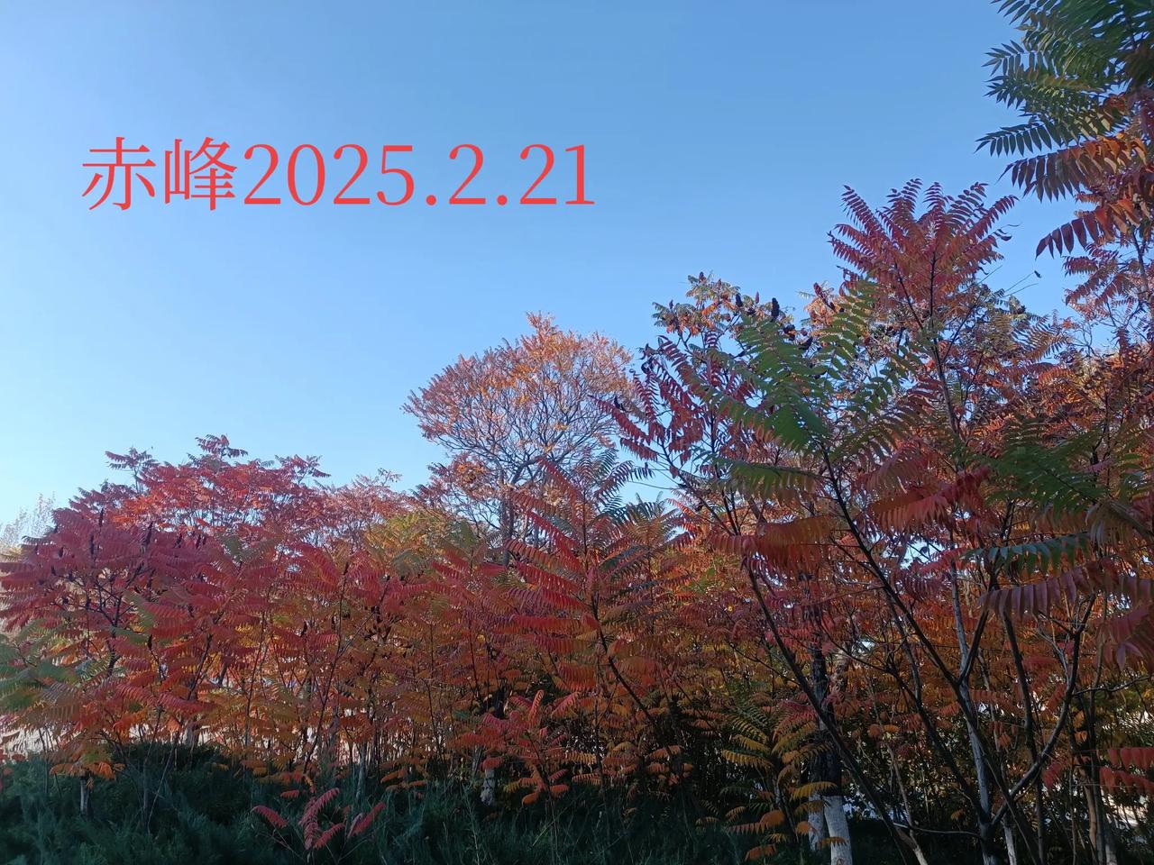 可以分享一张秋景树叶的照片吗路边随拍，深秋的多彩树叶。