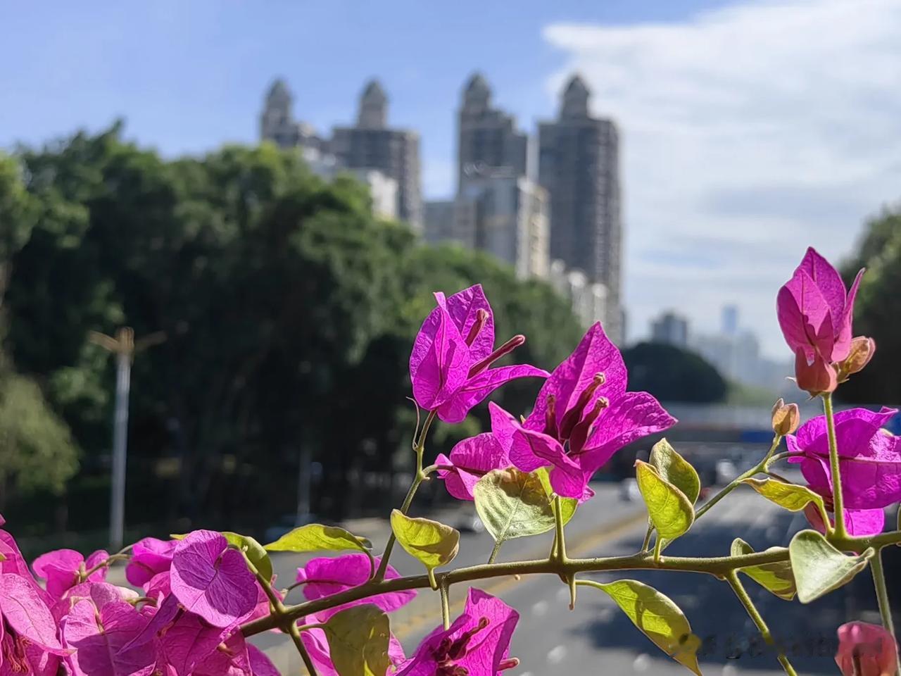 深圳天桥上拍花，这感觉真不一样。
#看看你拍的花##秋日生活打卡季# #秋日好时