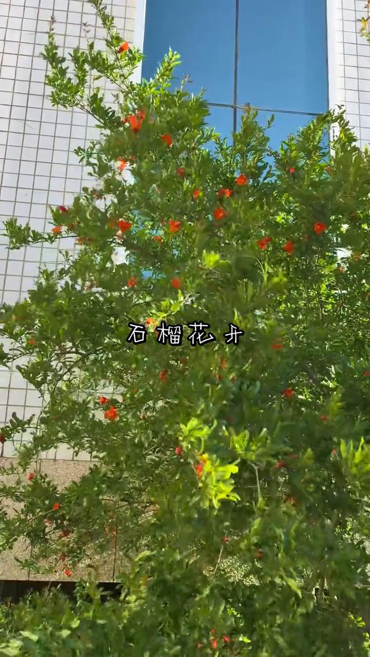 石榴花开。