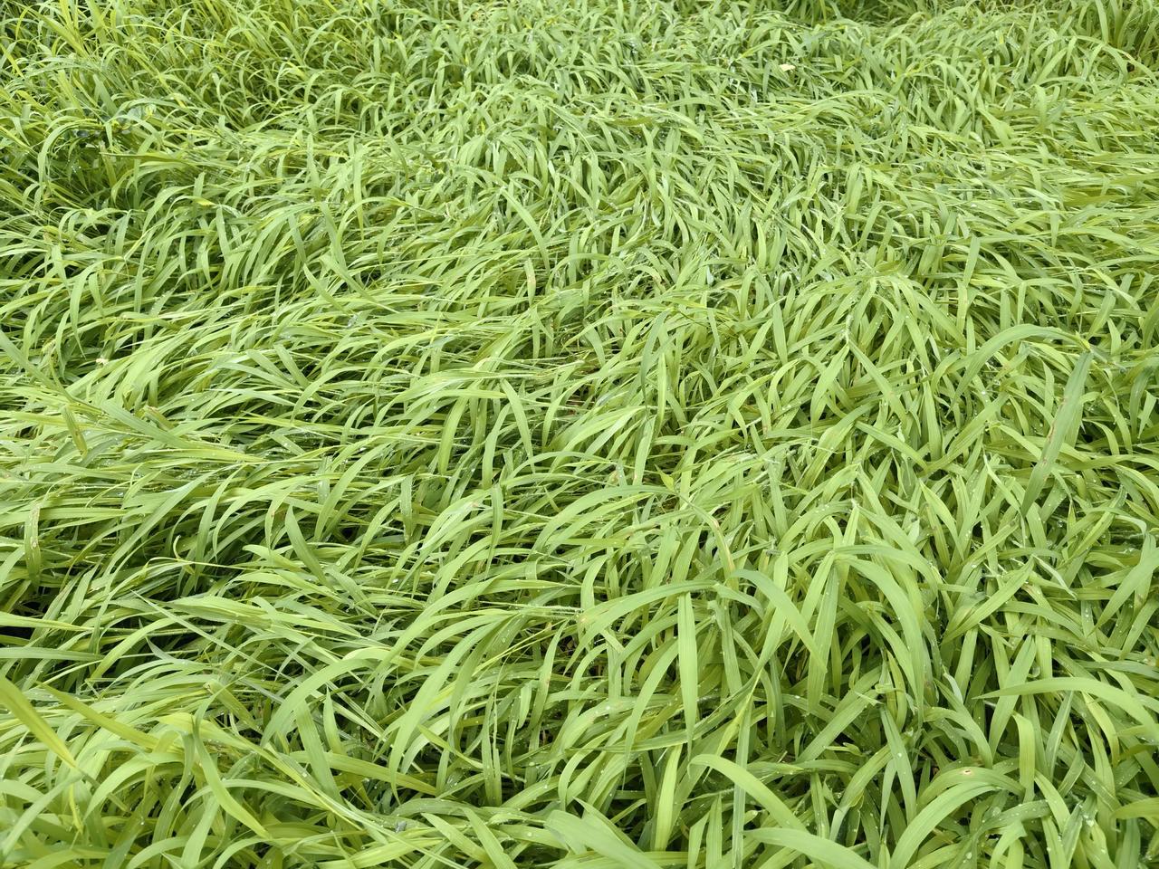 草垫子
图片拍摄于平谷阅景公园，一场大风大雨把公园里绿油油的草坪挂倒了，整齐的躺