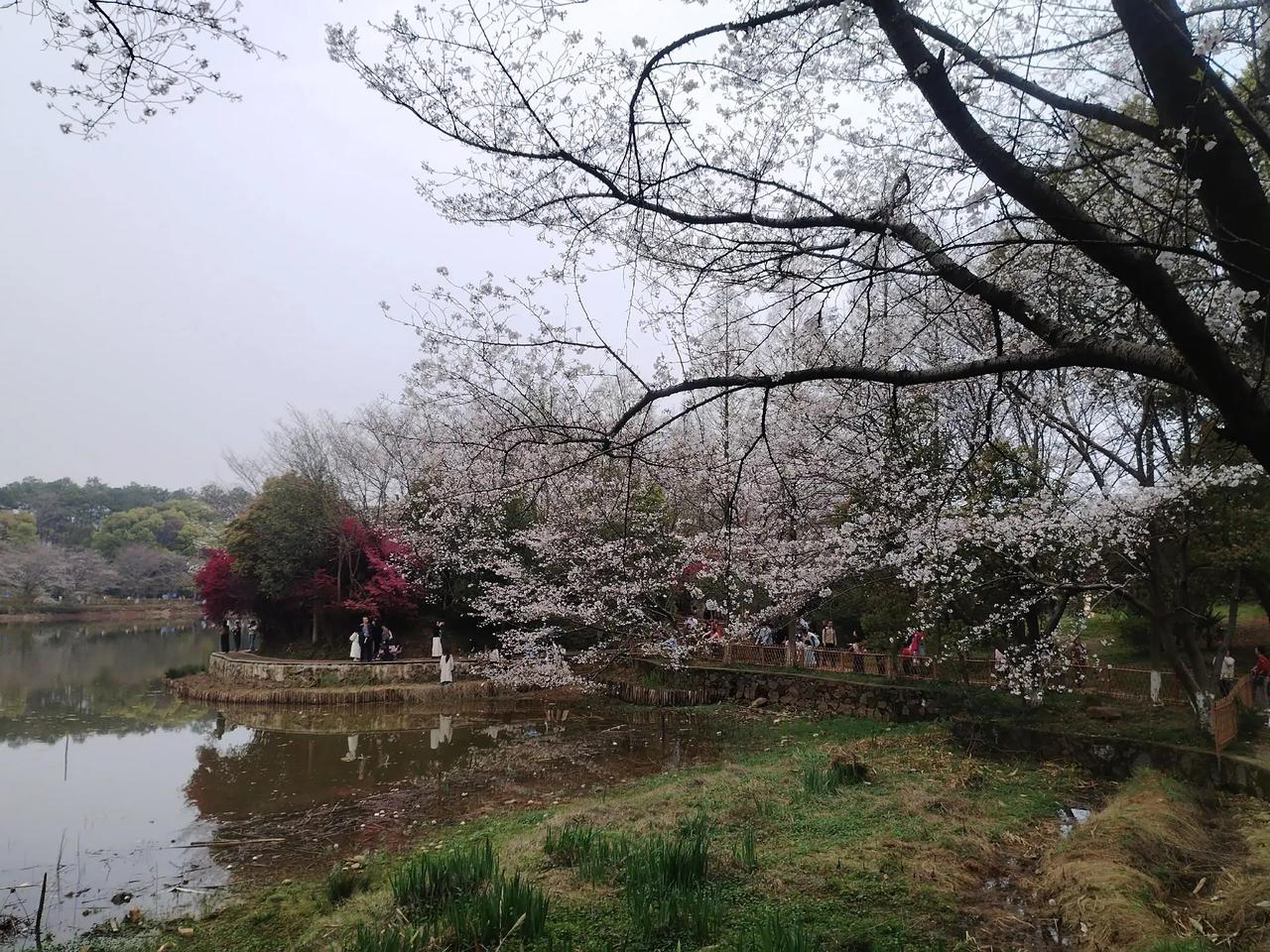 省林科院的樱花开了。江西省林科院这条樱花大道，树木高大，遮天蔽日，3月底，樱花盛