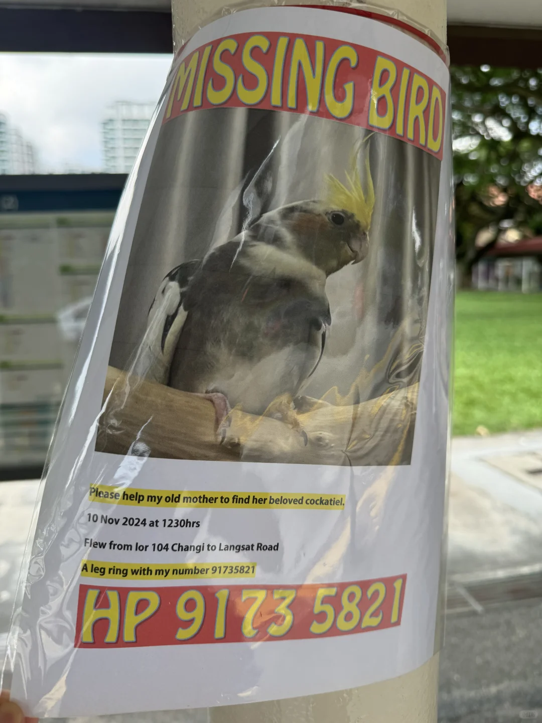 🇸🇬EUNOS地铁站附近看到的寻玄凤和猫