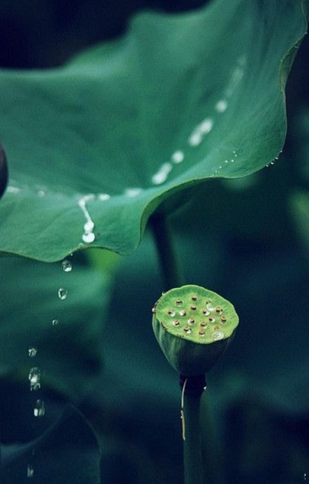 洋洋高锐·花～香◎雨……哗哗过后就来到了池塘池塘……无花池塘……飘香◎坐在小舟前