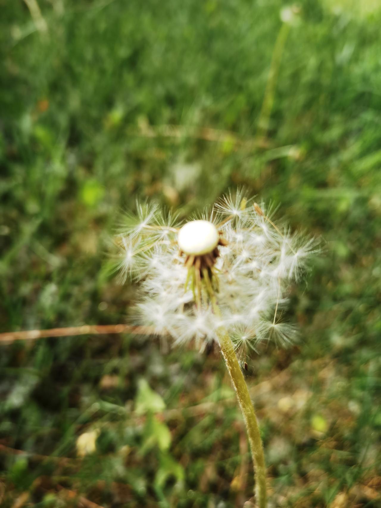 一朵白花
头戴圆帽
立在草丛
孤芳自赏
我从此过
发现它美
拍上一张
供人观赏